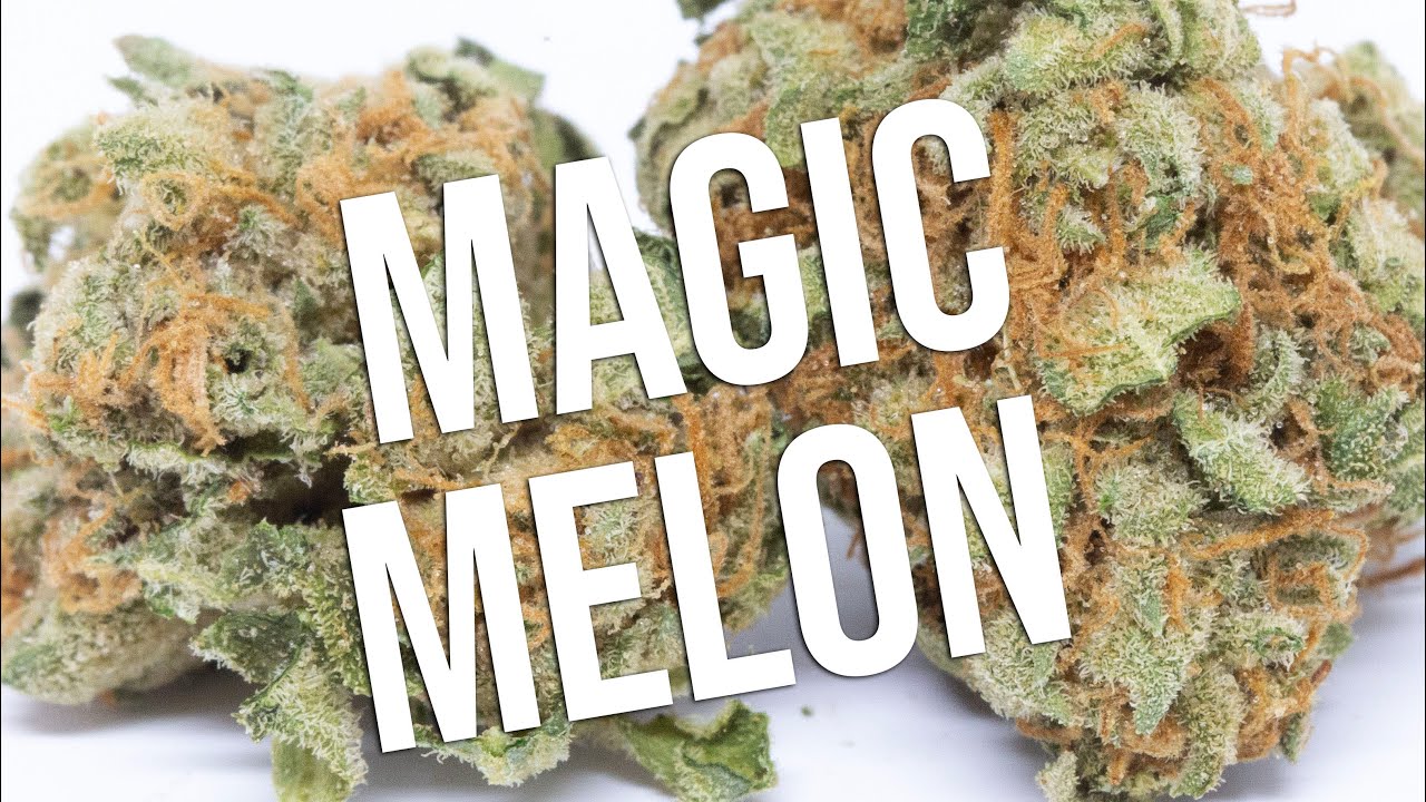 Magic Melon Strain Information and Review