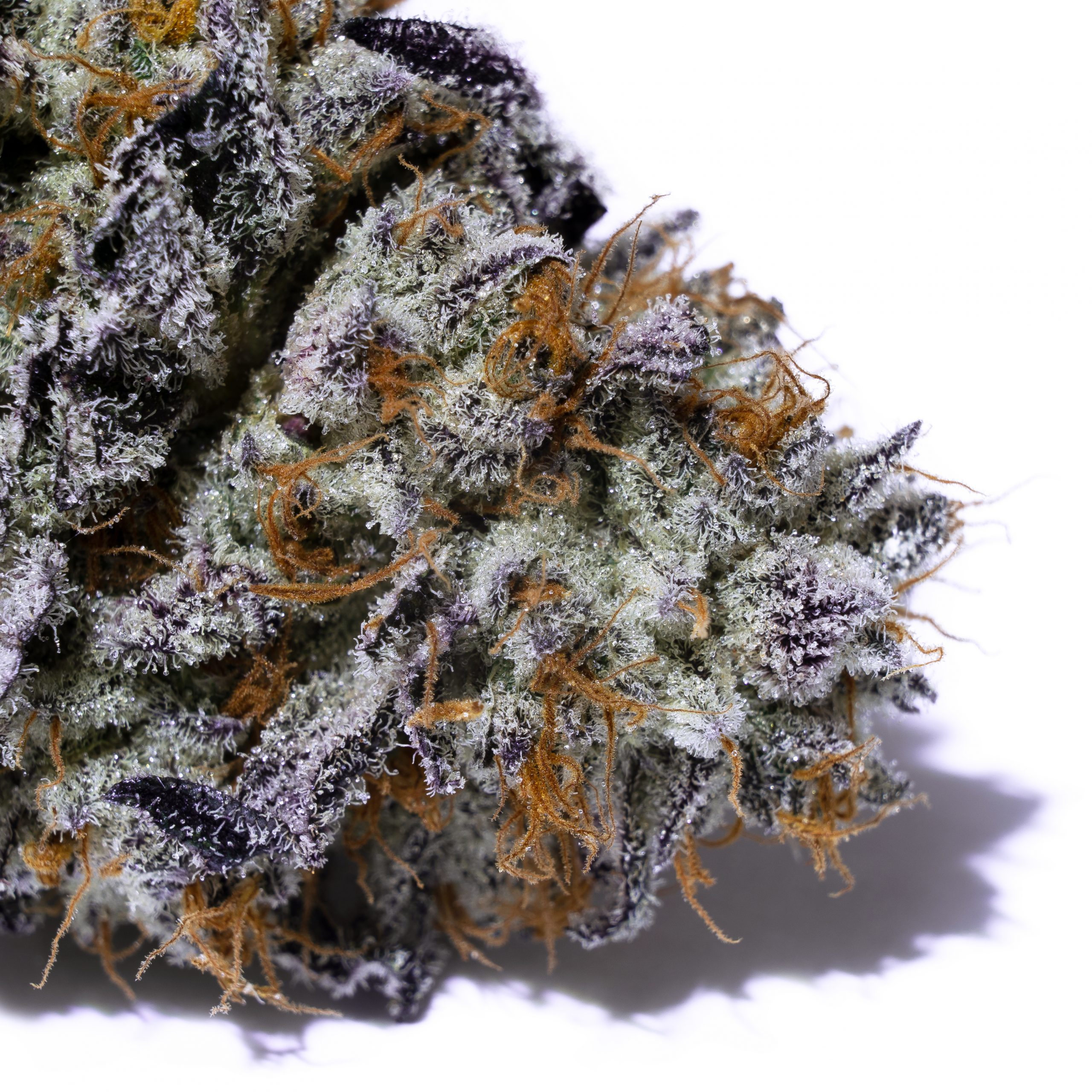 Oreoz Cannabis Strain Review and Information