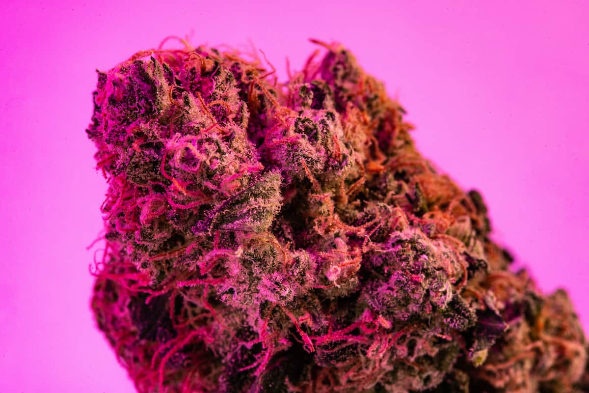 Pink Rozay Strain Information and Review