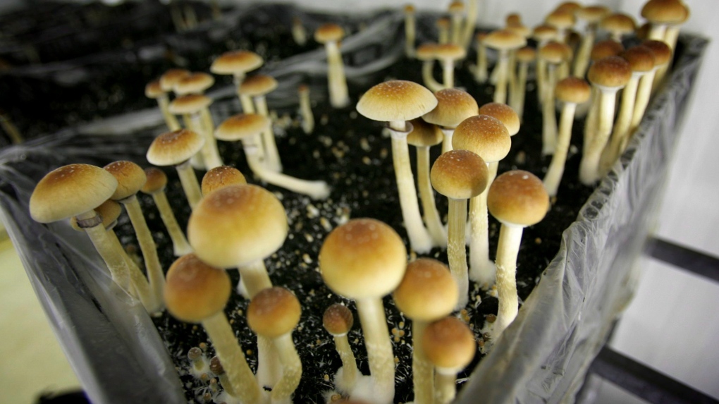 Psychedelics in magic mushrooms and 6 hallucinogens beyond psilocybin