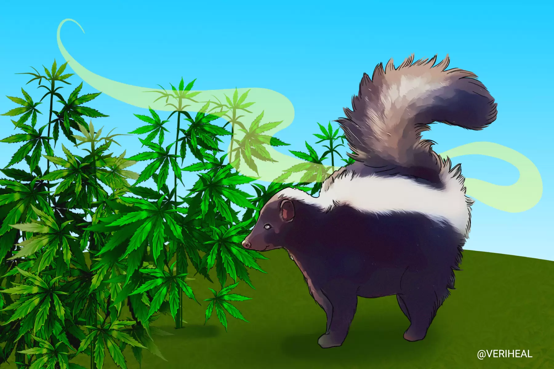 Cannabis Skunky Smell & the science behind it