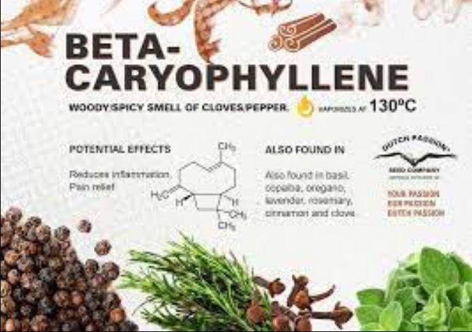 Caryophyllene: Definition, Effects, And Benefits