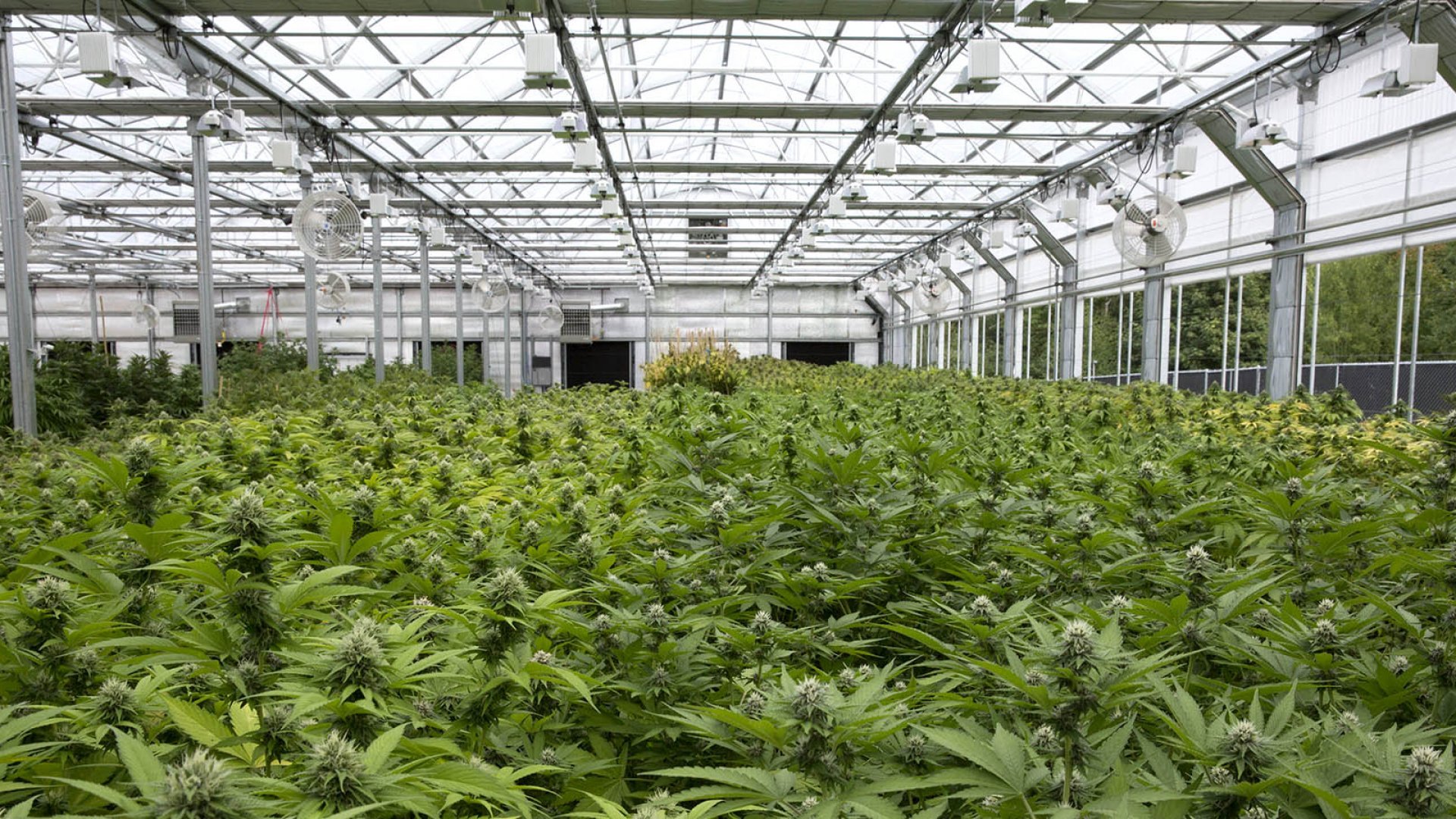 How to Grow Weed in a Greenhouse