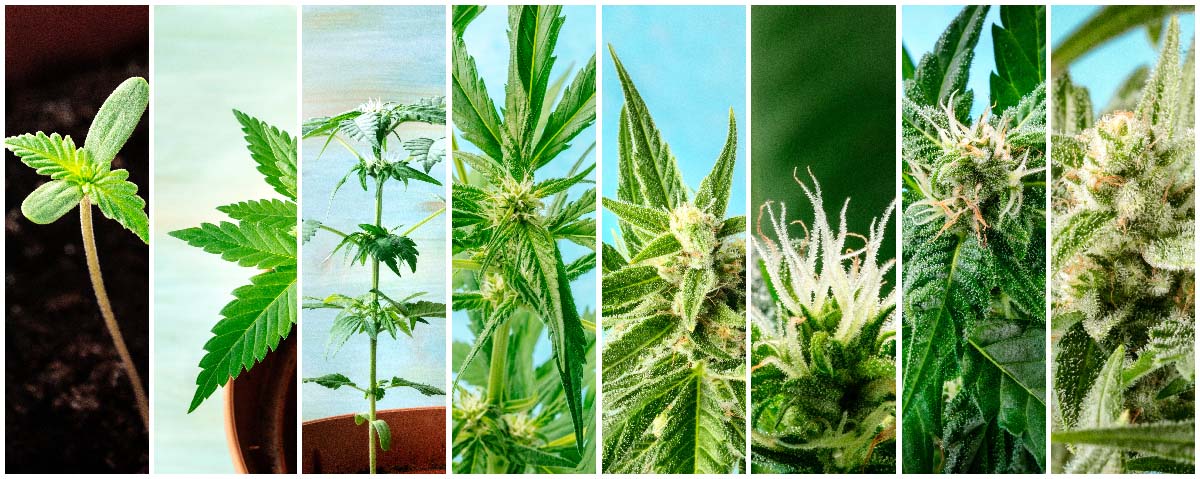 Weed Plant Stages & Growing Life Cycle Explained