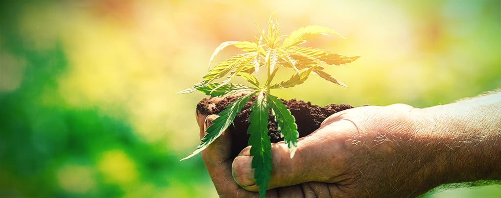 Five Things You Must Know Before You Start Growing Cannabis