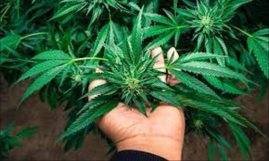 8 Steps For Growing Weed At Home For Beginners