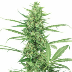 HIGH SUPPLIES COUPON for €5 OFF SEED ORDER