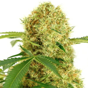 ILGM COUPON for  OFF YOUR NEXT ORDER OF CANNABIS SEEDS