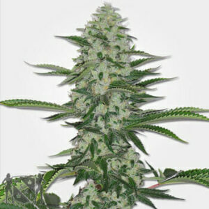MSNL COUPON for 30% OFF THC BOMB FEM