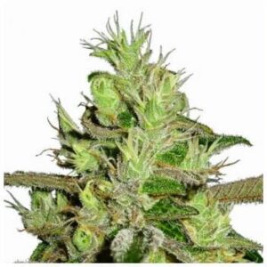 MSNL COUPON for 30% OFF WHITE LIGHTNING REG